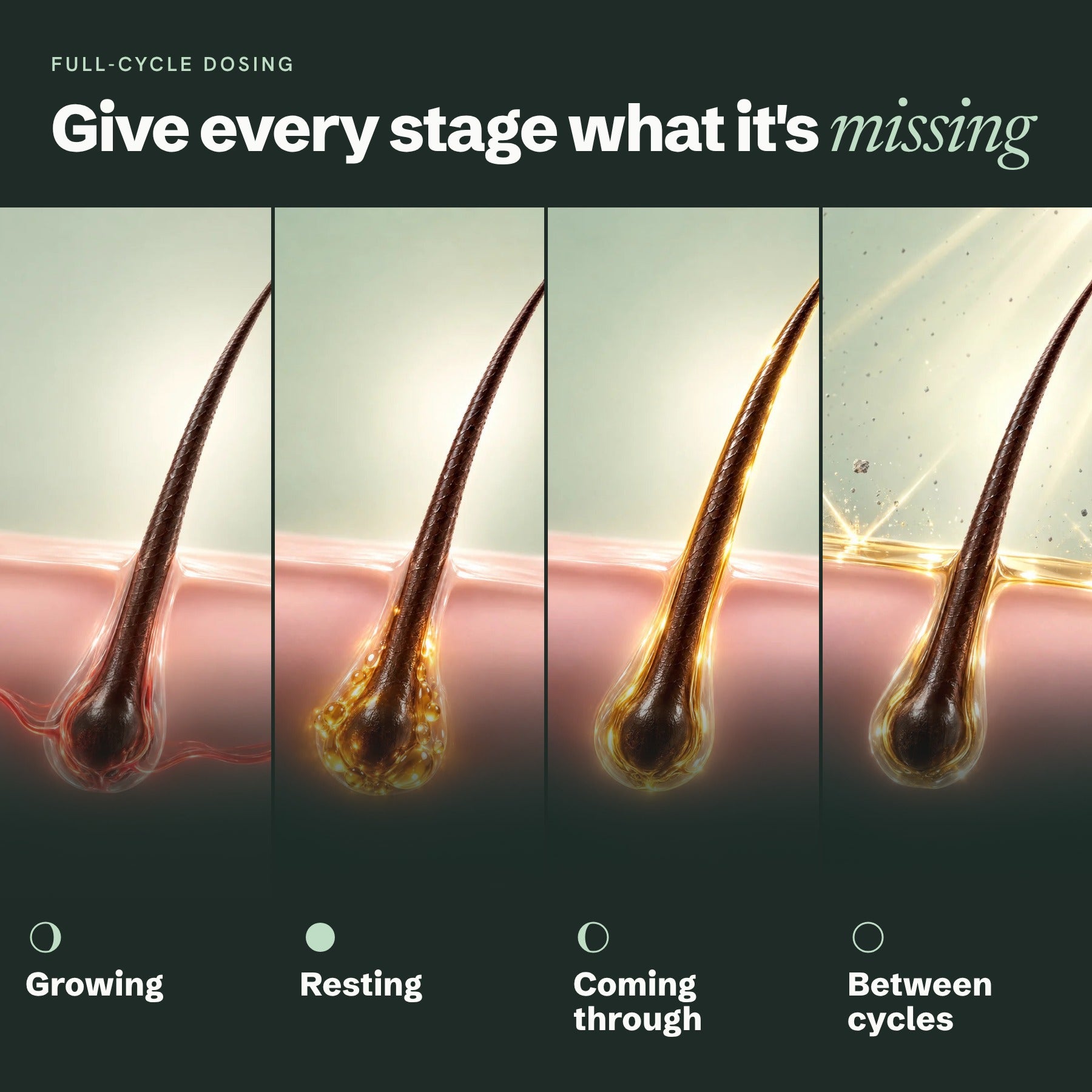 Full-cycle dosing: what Lumina gives each stage of the hair cycle