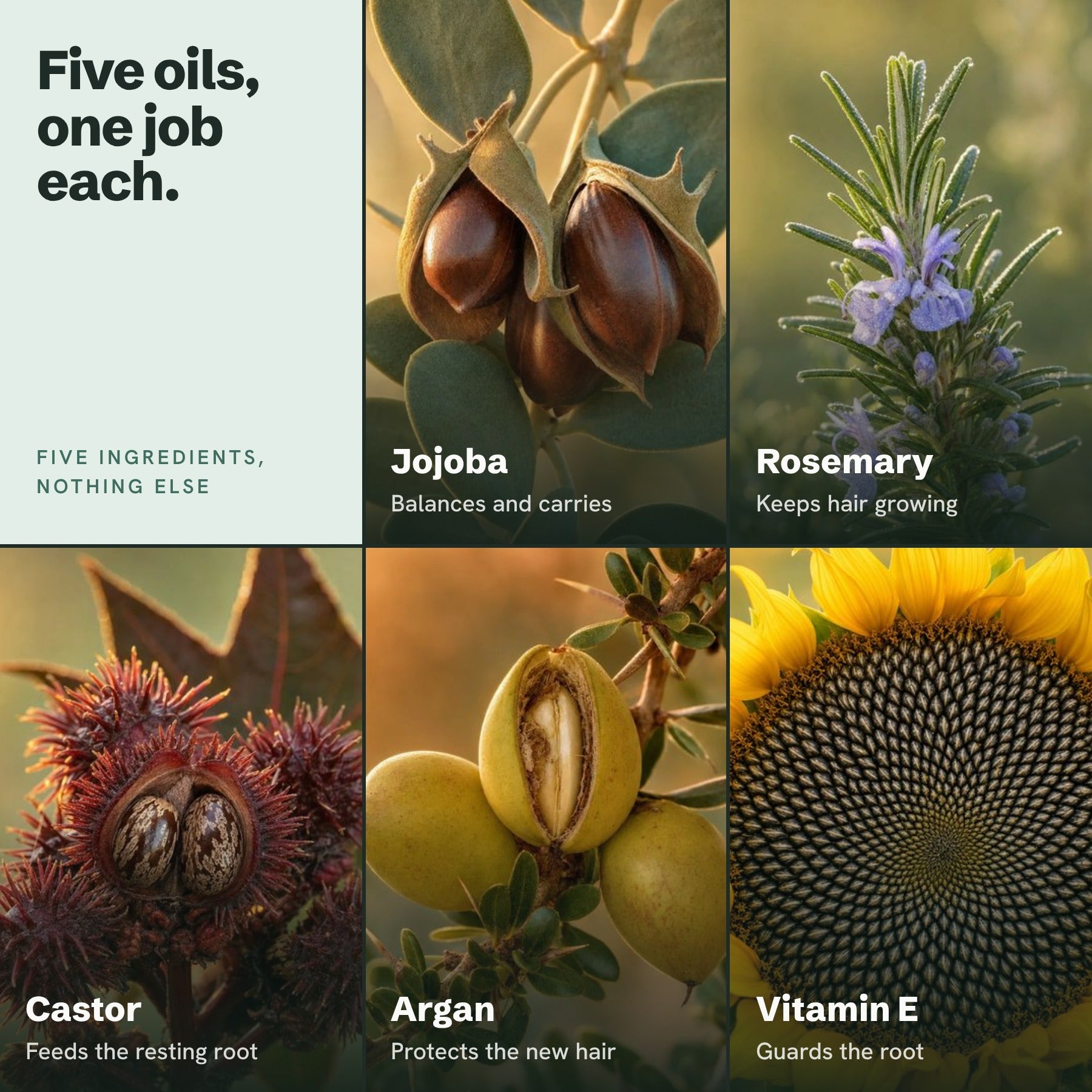 Five oils, one job each: jojoba, rosemary, castor, argan and vitamin E