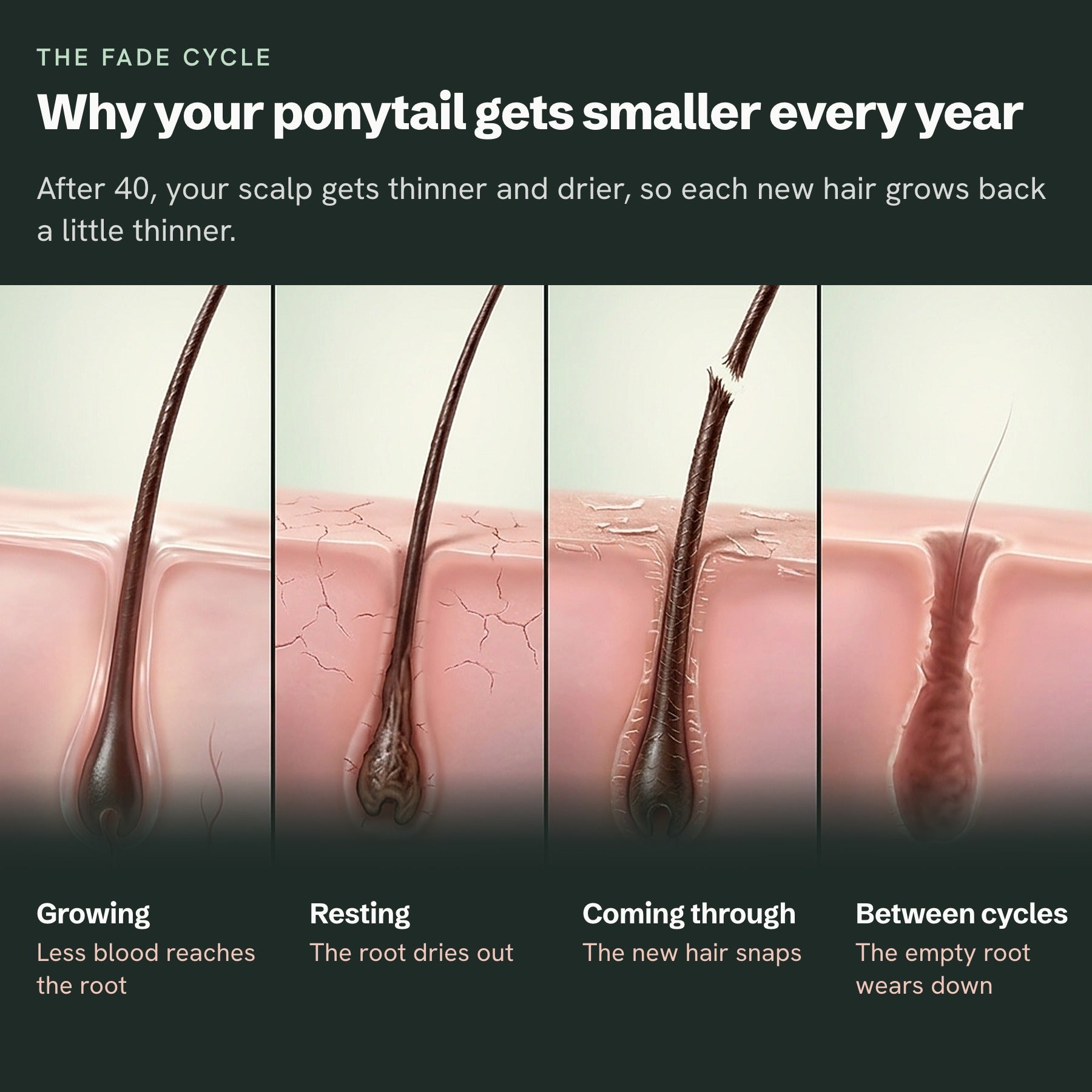 The fade cycle: why your ponytail gets smaller every year, shown at each of the four stages of the hair cycle