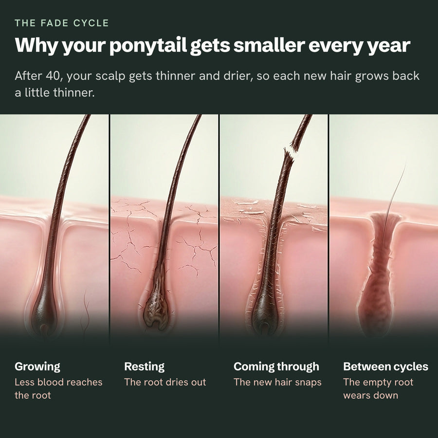 The fade cycle: why your ponytail gets smaller every year, shown at each of the four stages of the hair cycle