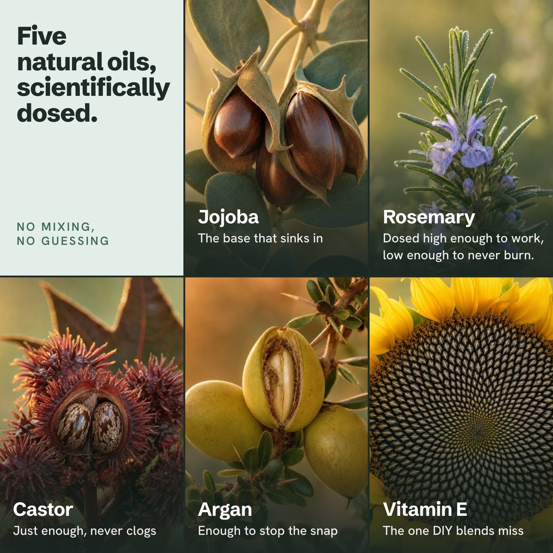 Five natural oils, scientifically dosed: jojoba, rosemary dosed high enough to work and low enough to never burn, castor, argan and vitamin E